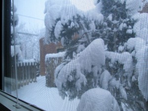 Taos's first snowstorm this week -- view from my bedroom window