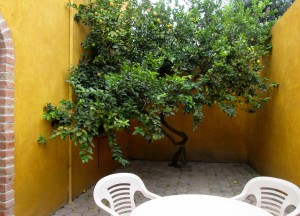My lemon tree in San Miguel de Allende